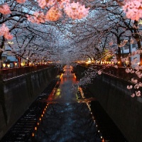 Travel wishlist: Cherry blossoming in Japan
